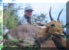 mountainreedbuck.jpg (40897 bytes)