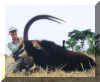 sable2.jpg (54263 bytes)